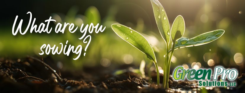 What are you sowing?