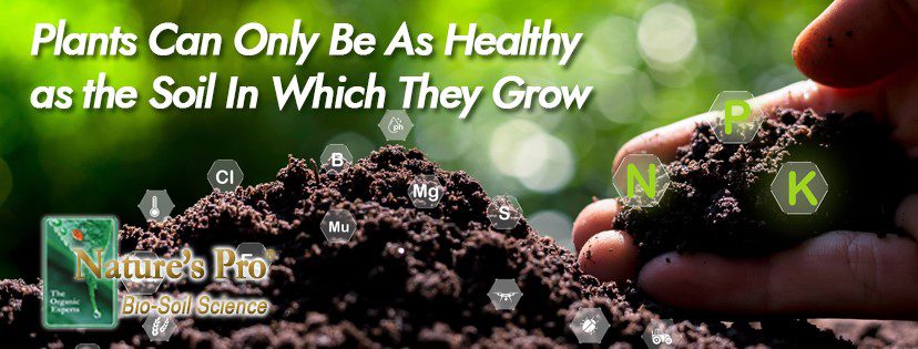Plants Can Only Be As Healthy as the Soil In Which They Grow